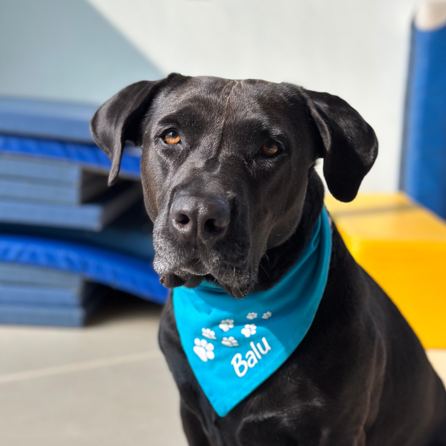 Der Hund in der Kita