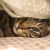 Katze unter einer Decke, Schmerzen, Unwohlsein 