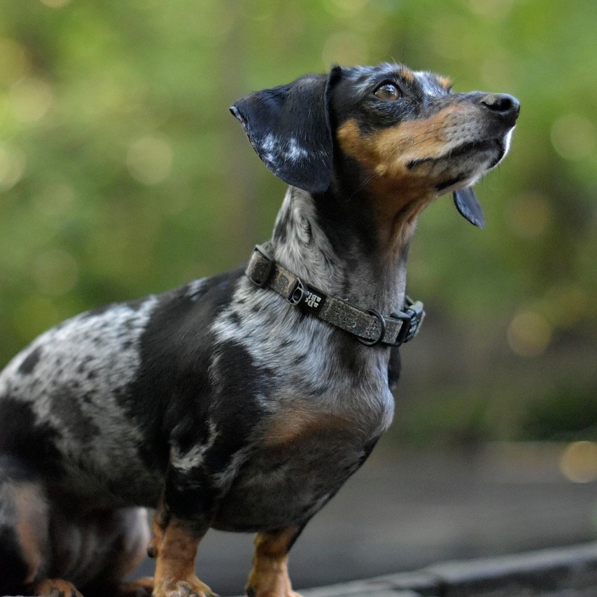 Webinar "Kräuter richtig verarbeiten" 