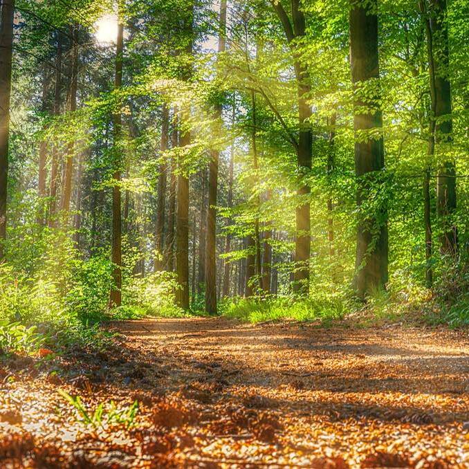 Weiterbildung-Onlinekurs-Wald-und-Waldbaden-als-Gesundheitsbooster-achtsame-Wakderlebnisse-678x678.jpg