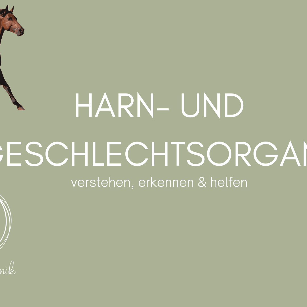 Harn- und Geschlechtsorgane Craniodynamik Webinar kostenlose Webinare Organsysteme -1080x1080.png