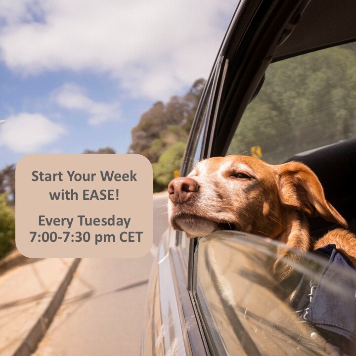 Tueday Class Invitation. Picture: A dog is looking out of the window of a driving car. Text: Start Your Week with Ease!