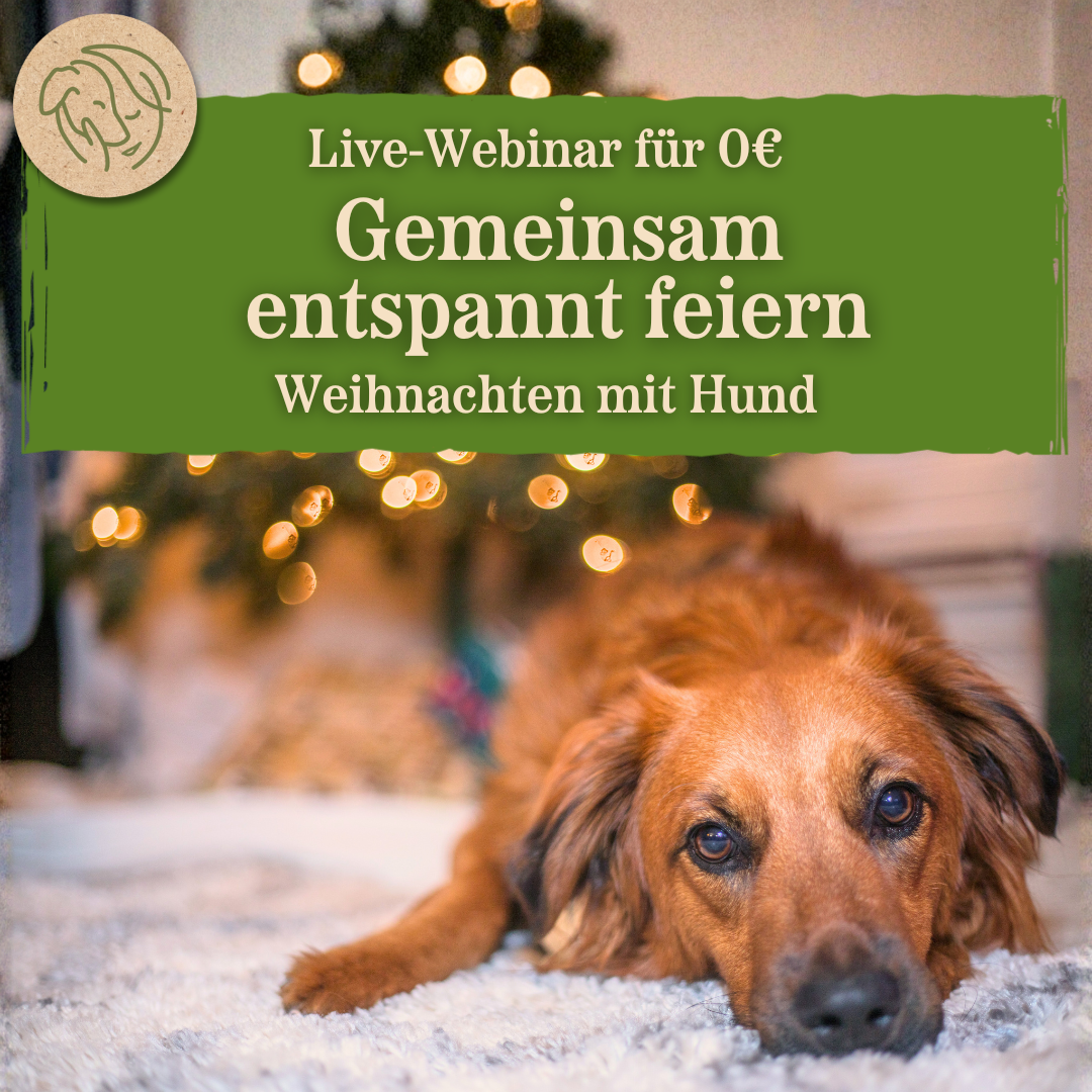 Webinar Weihnachten mit Hund