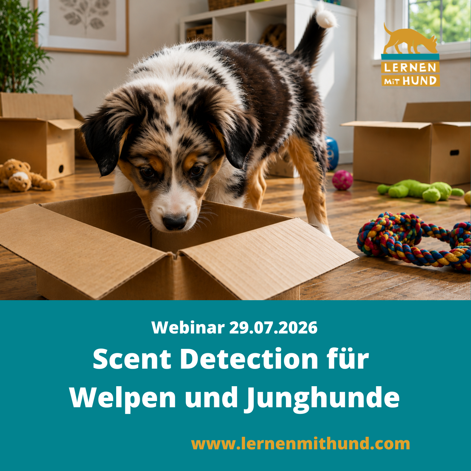 Webinar Scent Detection für Welpen und Junghunde