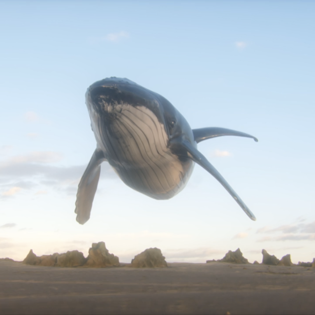 Whale-627x627.png