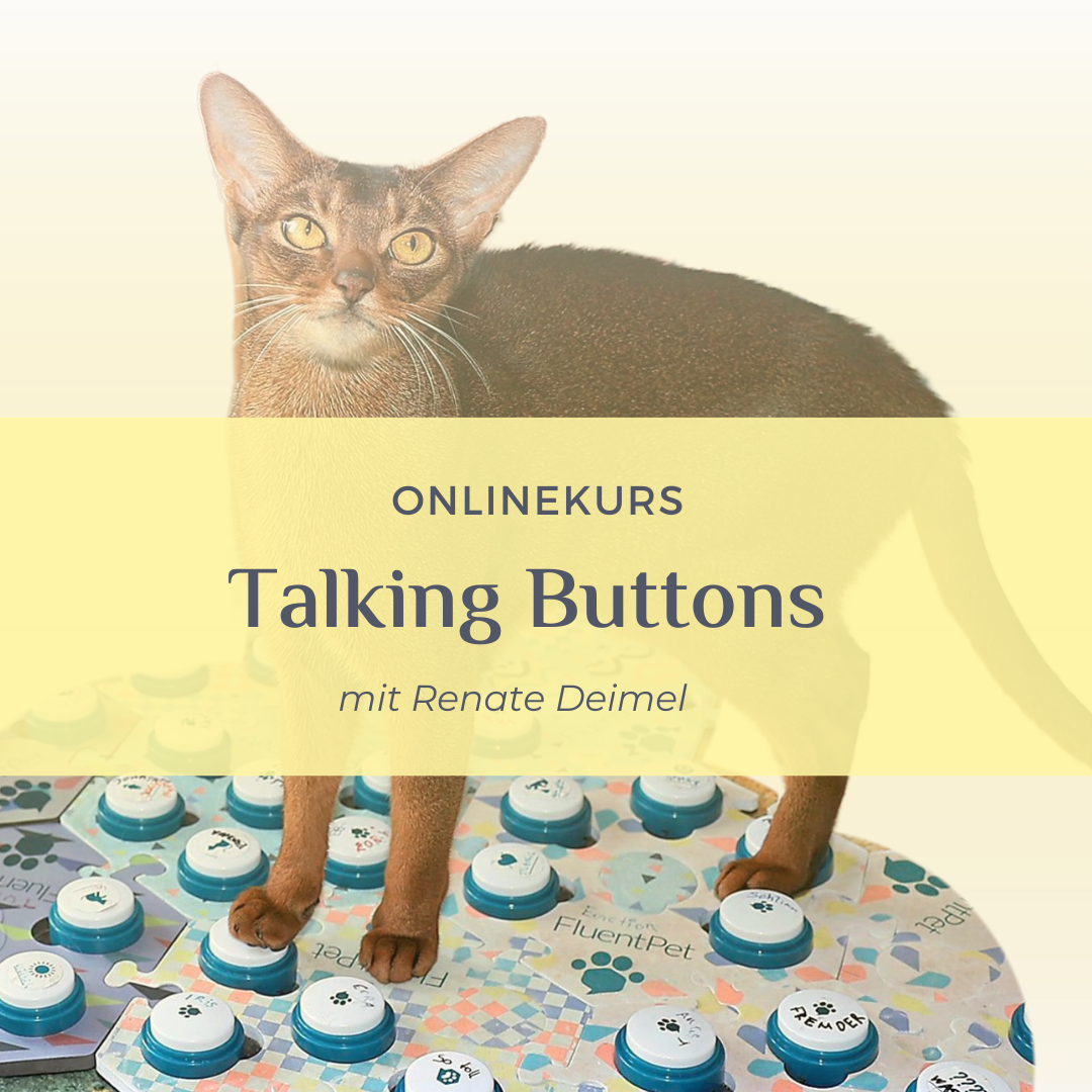 Katze steht auf Talking Buttons