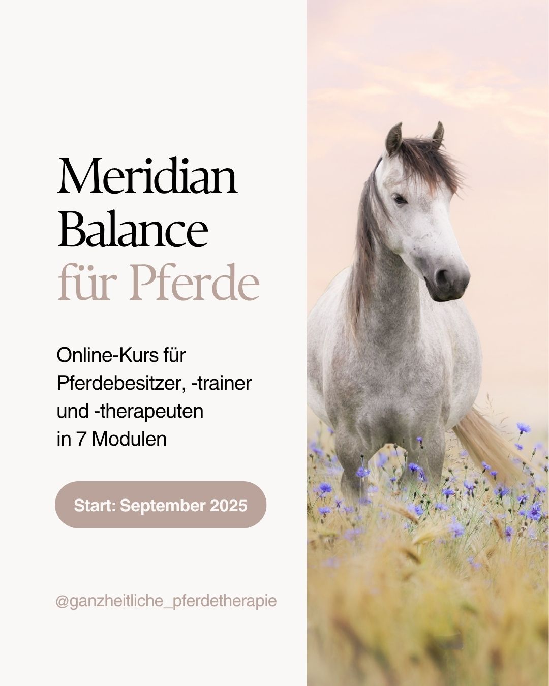 Meridian Balance Pferd 2025